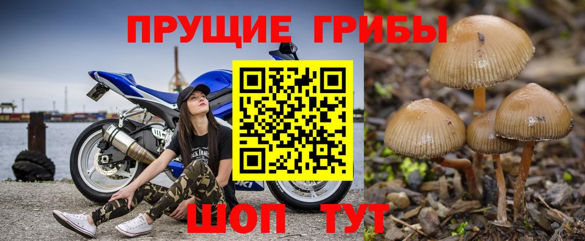 Псилоцибиновые грибы мицелий  Вход с VPN  Галлюциногенные грибы прущие грибы  Свободный 